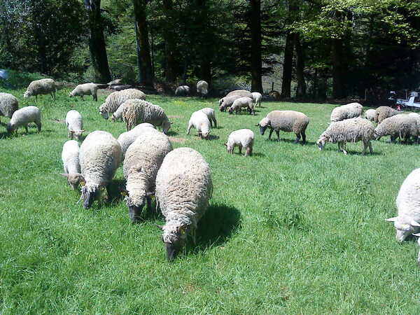 POULE PONDEUSE CONFIANCE 25 KG - MA P'TITE FERME