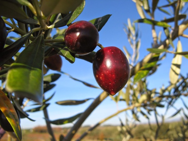 LA TOTALE - AMANDES D'EXCEPTION : les seules 100% sélectionnées à la main,  une à une ! Miel artisanal, Lavande, Thym et Romarin sauvages.